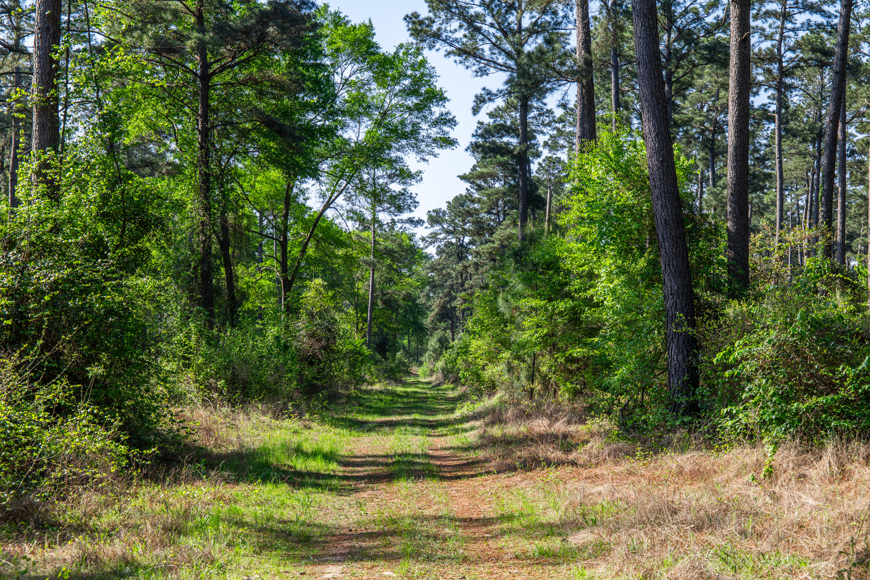 01 County Road 3322 Leesburg TX 75451