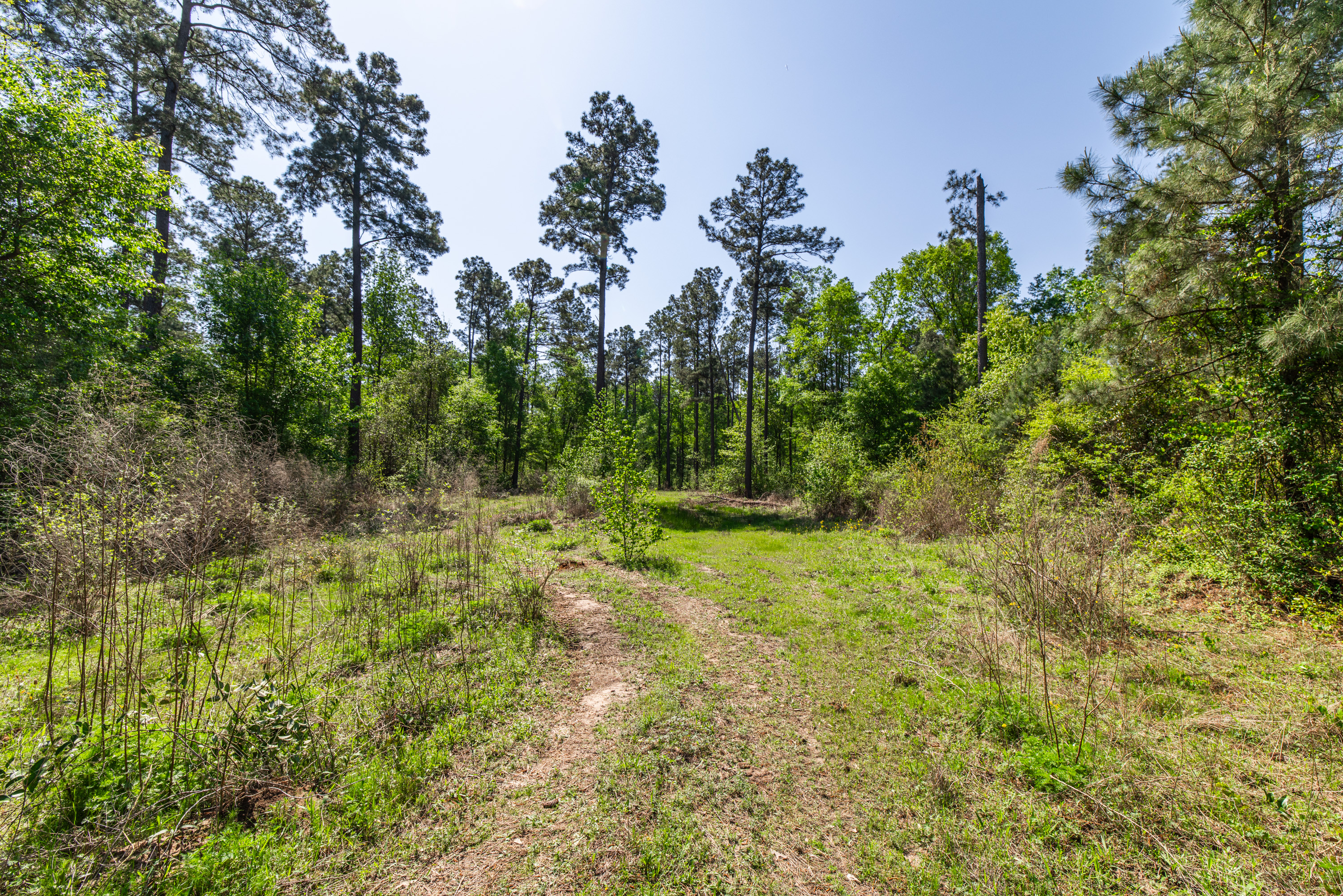 01 County Road 3322 Leesburg TX 75451