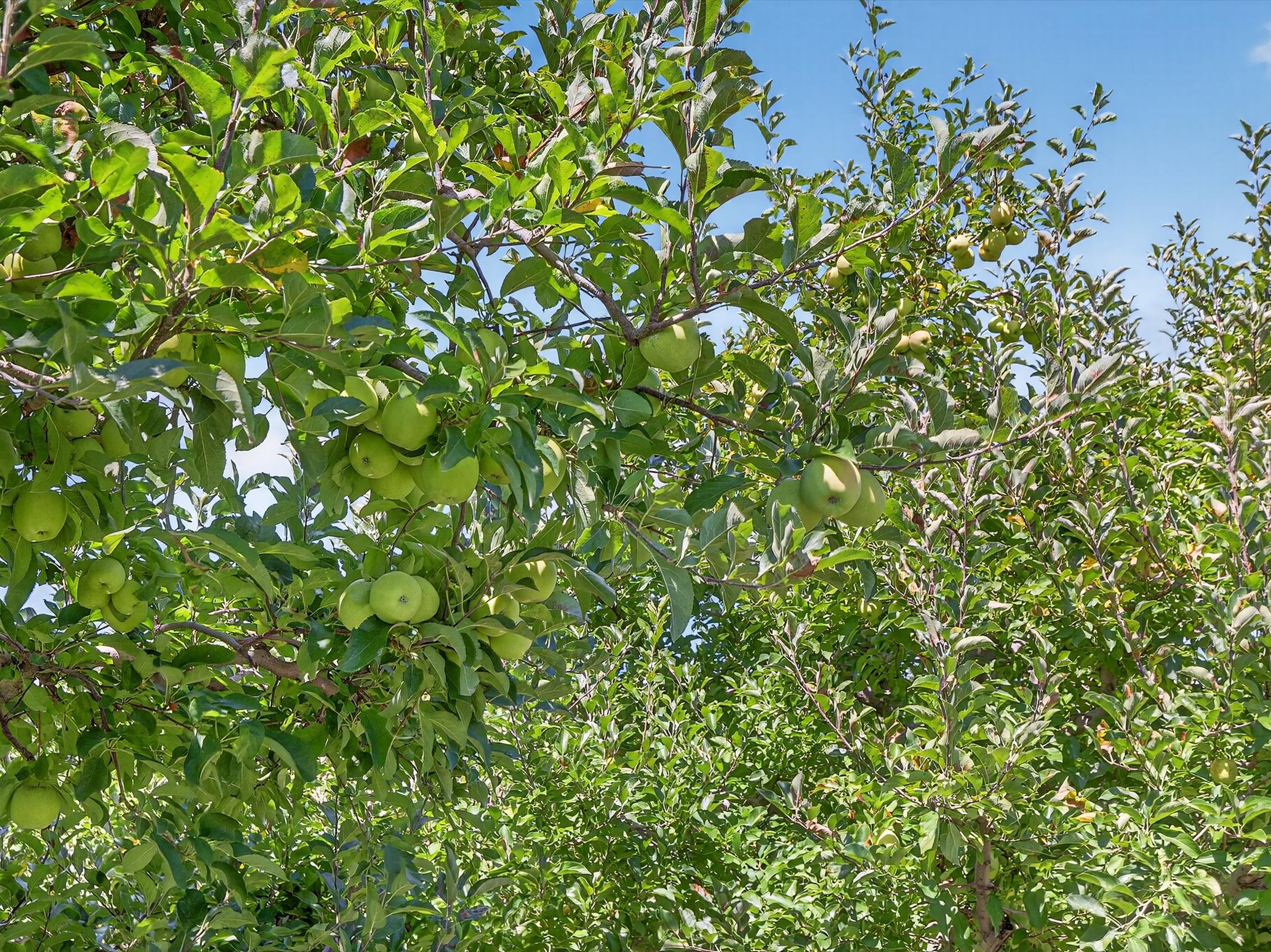 1494 Mountain Road Orrtanna PA 17353