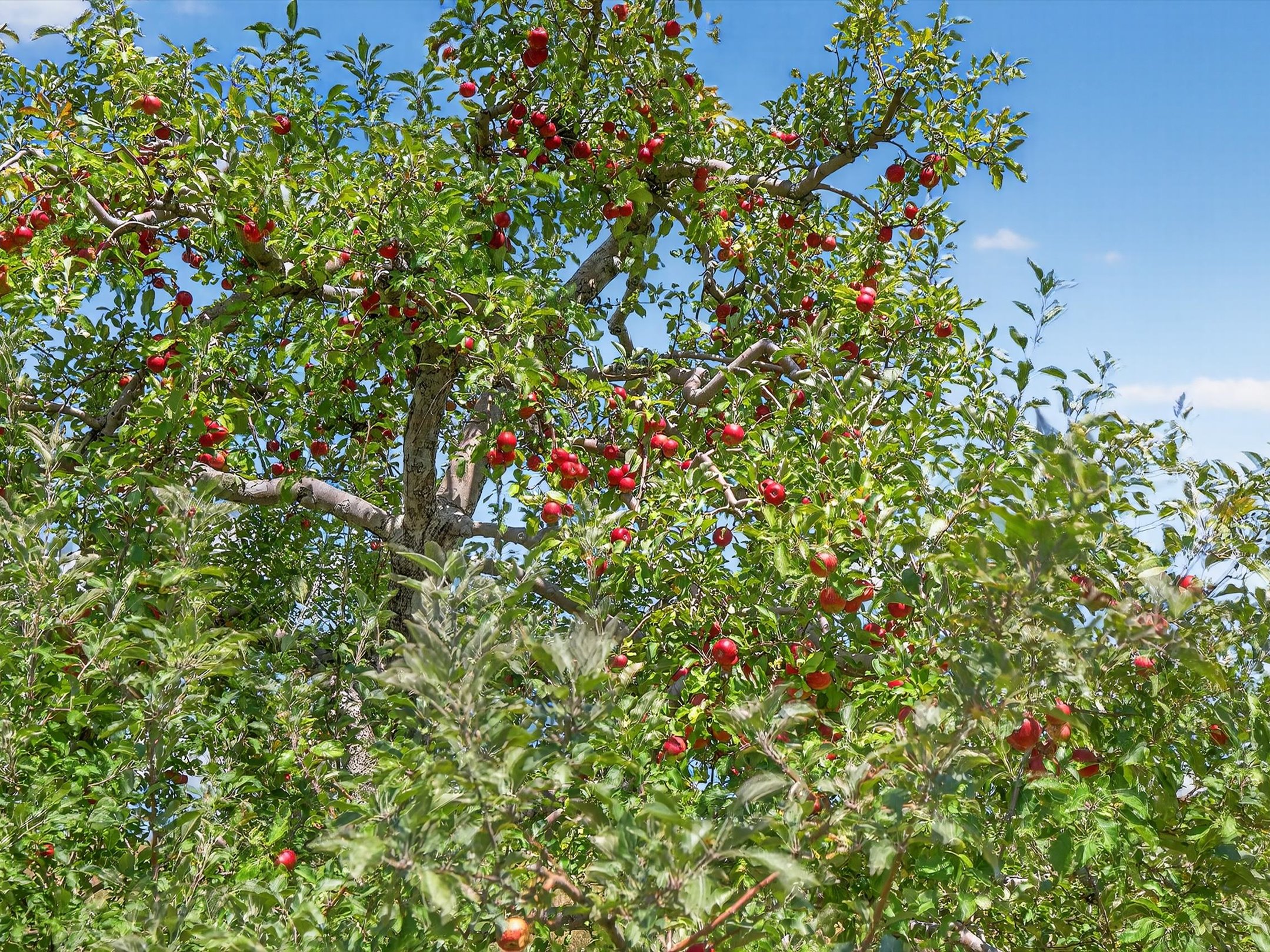 1494 Mountain Road Orrtanna PA 17353