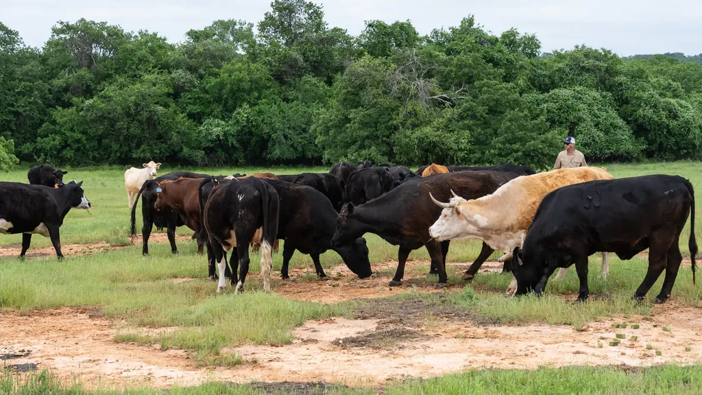 1501 Turpin Lake Road Poolville TX 76487