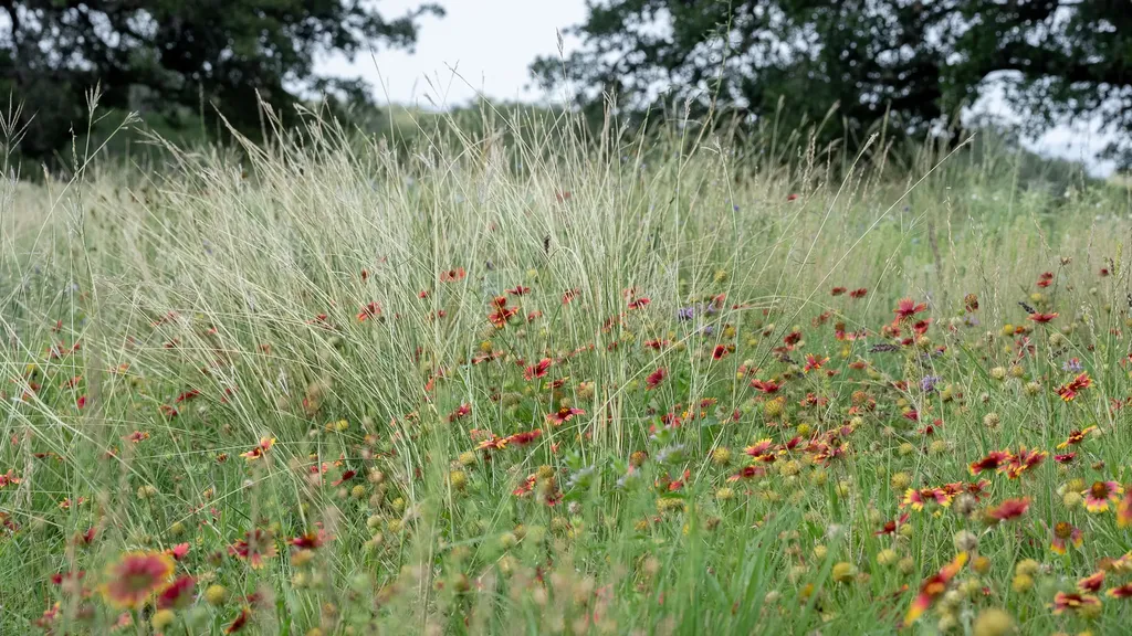 0 County Road 409 - Otra Vez Ranch Spicewood TX 78669