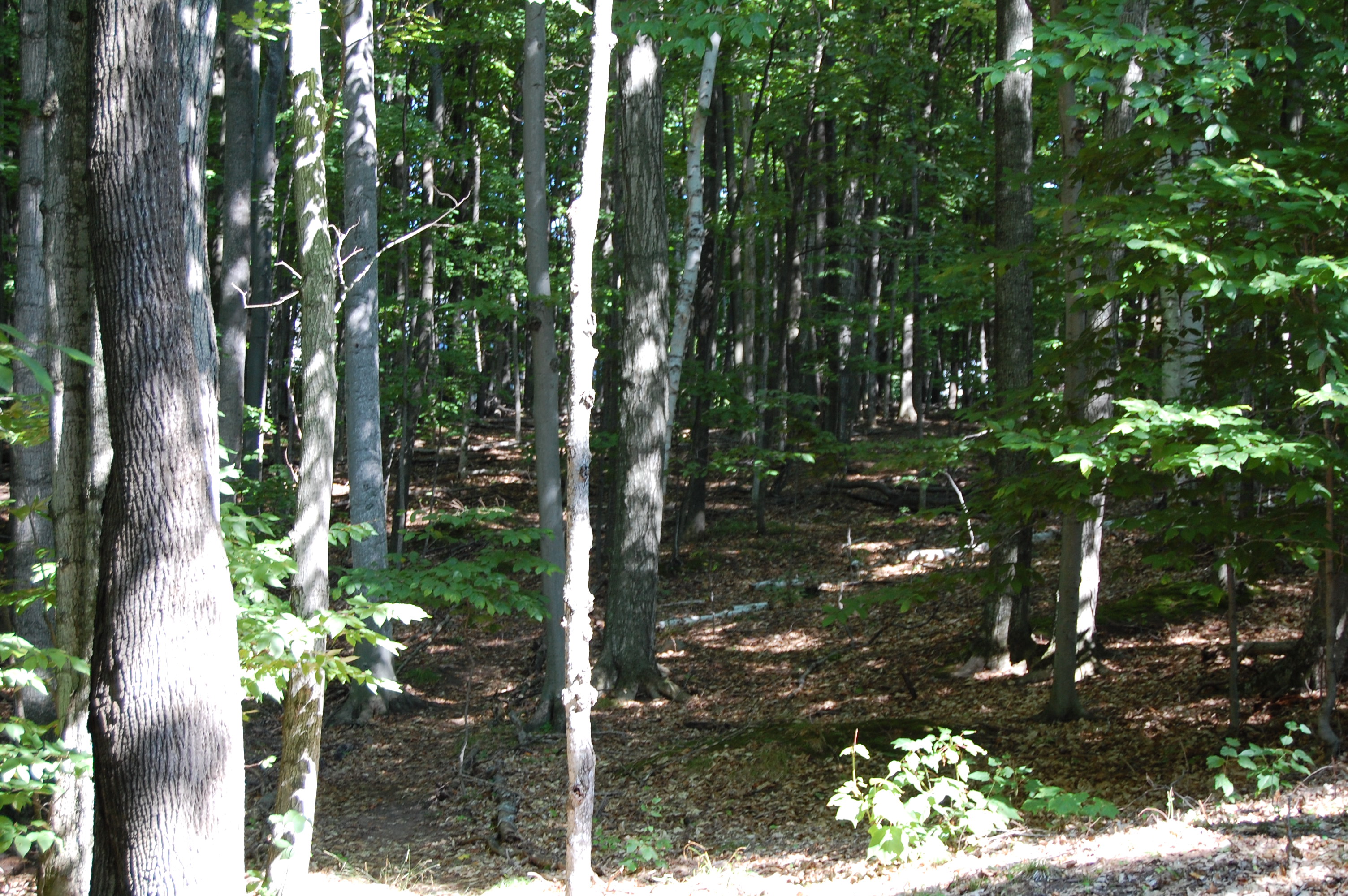 6936 Bay Heights Circle Harbor Springs MI 49740