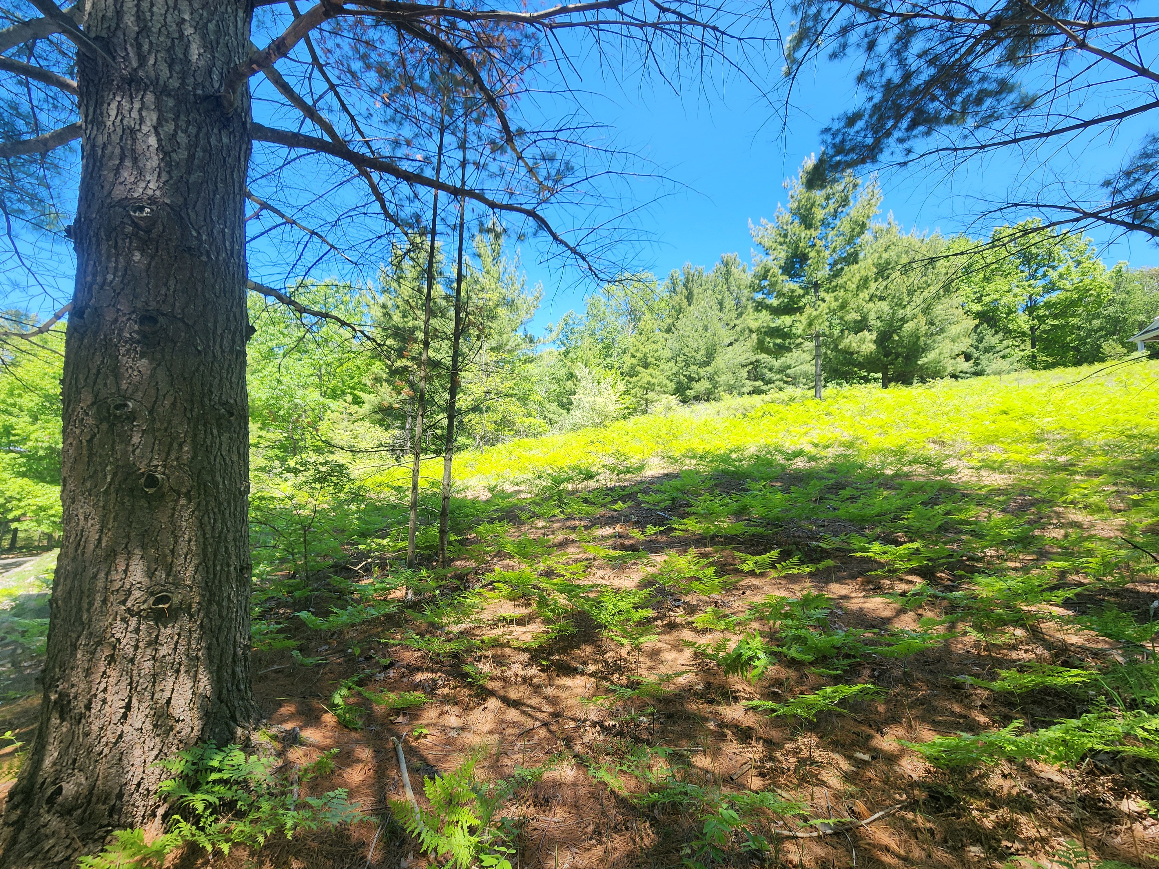 5695 Weatherly Harbor Springs MI 49740