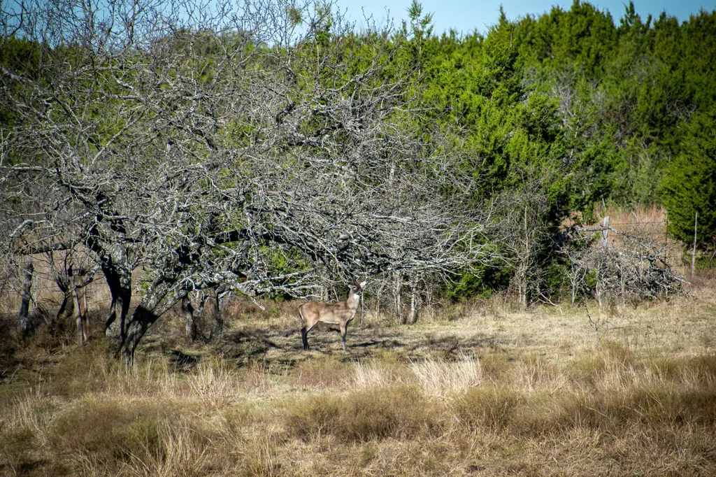 144 State Highway 144 - Lone Spring Ranch Meridian TX 76665