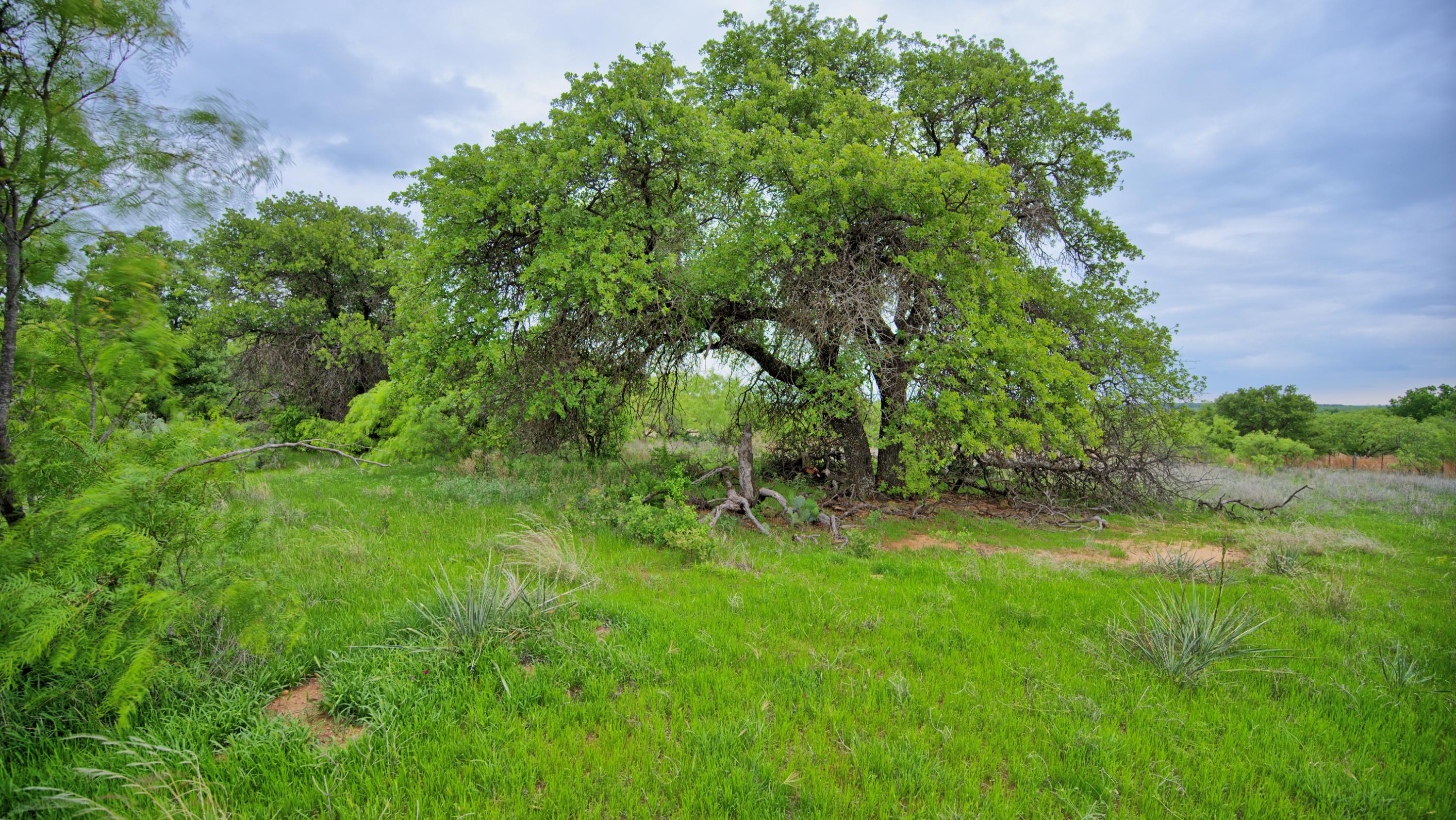 3377 Lodge Creek Road Henrietta TX 76365