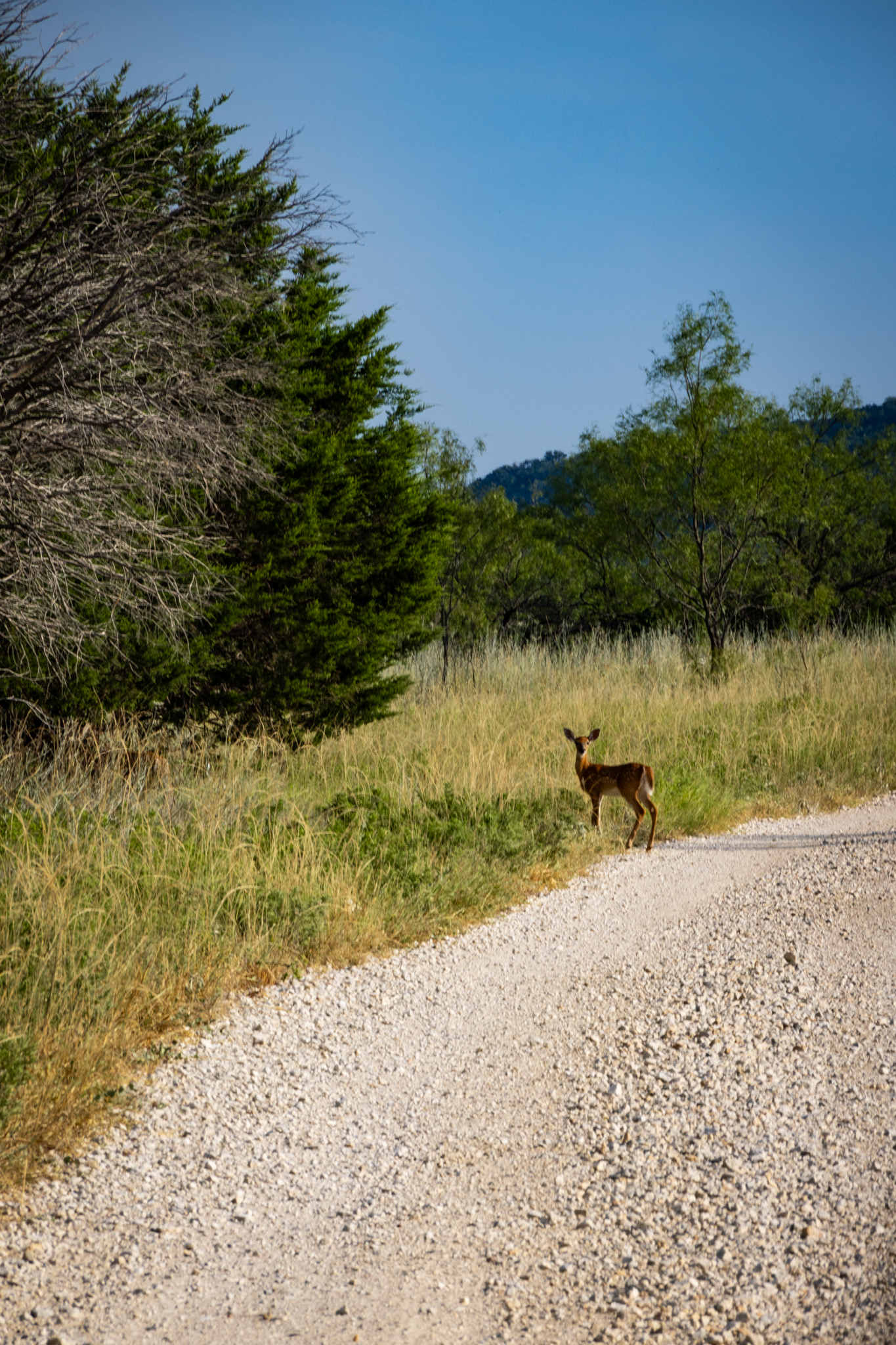 Tbd Fortune Bend Road Graford TX 76449