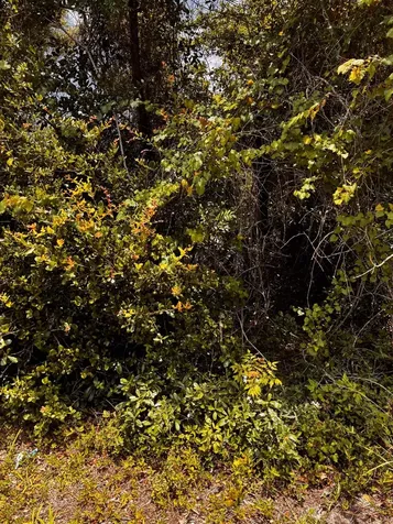 4166 New Hampshire Elkton FL 32086-0000