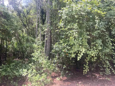 327 Palm Way Georgetown FL 32139