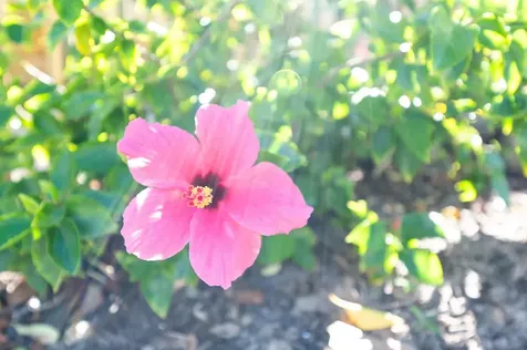 120 Ocean Hibiscus Drive St Augustine FL 32080