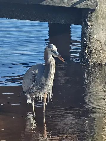1415 SE Ocean Shore Boulevard Ormond Beach FL 32176-3673