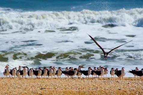 209 Lions Gate Drive St Augustine FL 32080