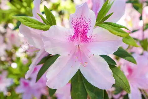 419 Camelia St Augustine FL 32086