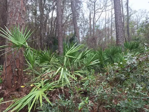 159 Lakeway Drive Georgetown FL 32139