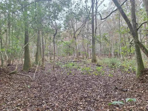 159 Lakeway Drive Georgetown FL 32139