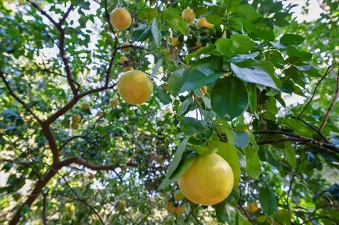 3136 Country Creek Lane St Augustine FL 32086