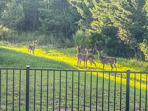 503 Stone Arbor Lane St Augustine FL 32086