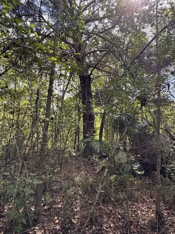 104 Cypress Road Satsuma FL 32189