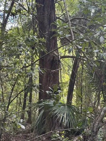 104 Cypress Road Satsuma FL 32189