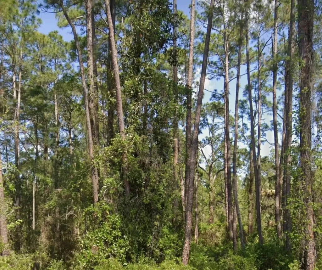 304 Rosewood Street Georgetown FL 32139