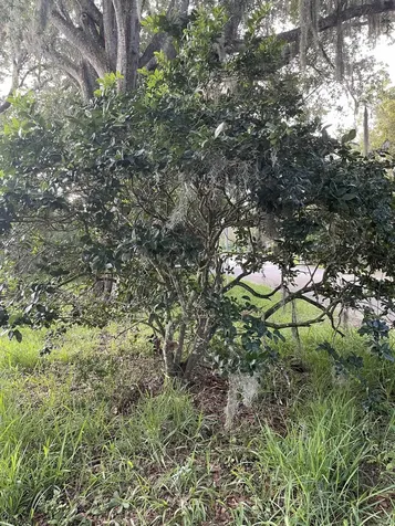Madrid Street Lot 1 St Augustine Beach FL 32080