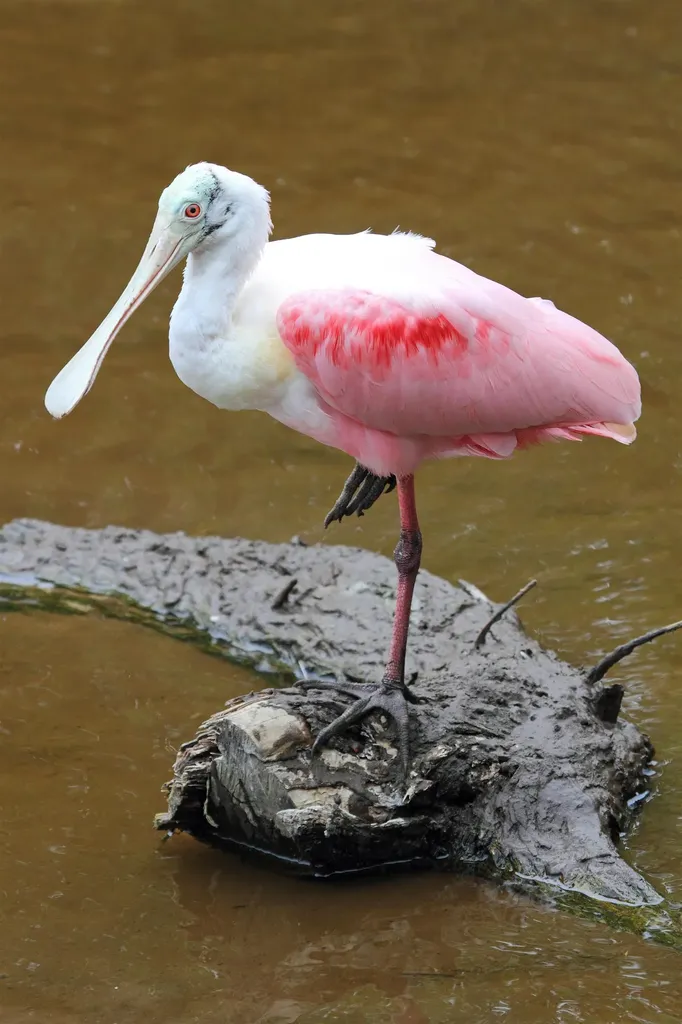 2417 Wulfert Road Sanibel FL 33957