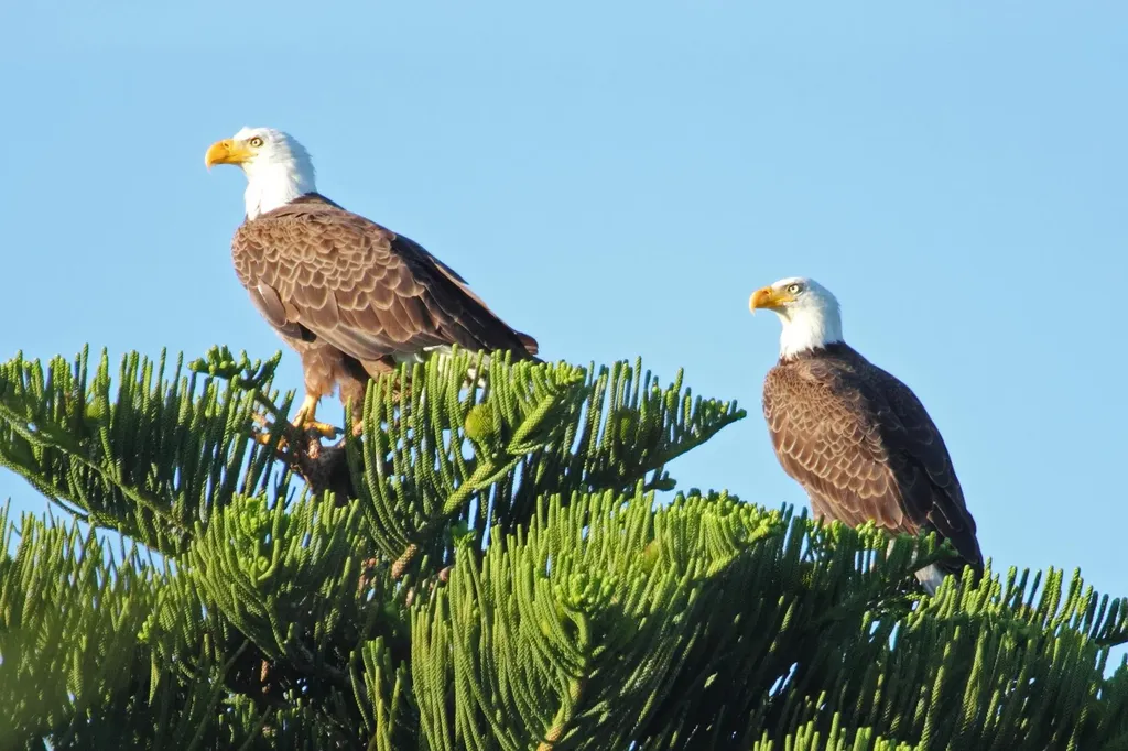 2417 Wulfert Road Sanibel FL 33957