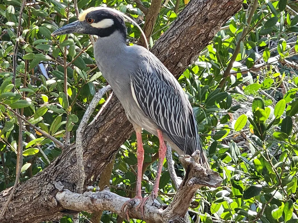 737 Vinca Way Sanibel FL 33957