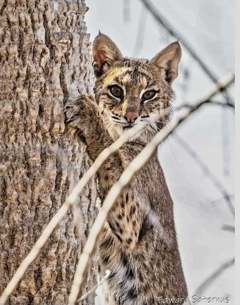 737 Vinca Way Sanibel FL 33957