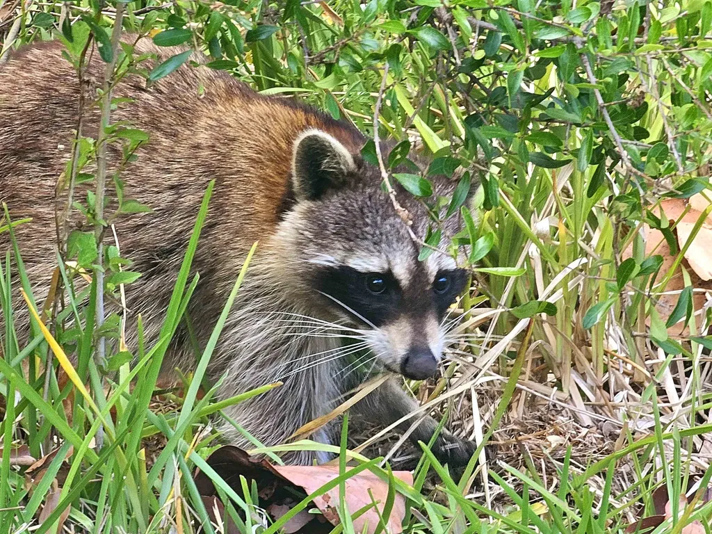 737 Vinca Way Sanibel FL 33957