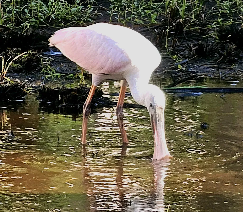 737 Vinca Way Sanibel FL 33957