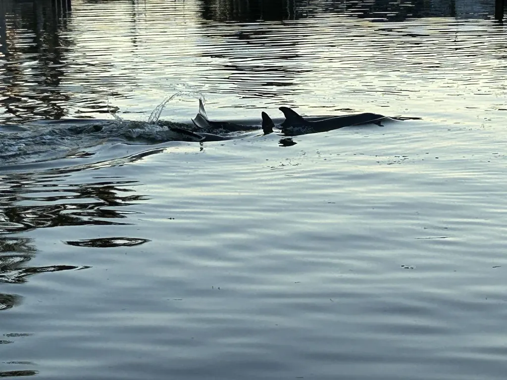 946 Whelk Drive Sanibel FL 33957