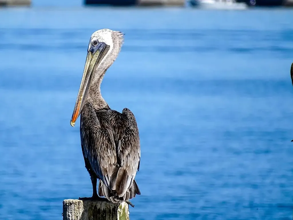 760 Sextant Drive Sanibel FL 33957