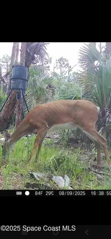 000 Holopaw Groves Road St. Cloud FL 34771