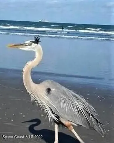 135 Hernando Lane Cocoa Beach FL 32931