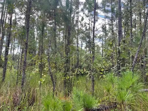 1135 Greenfield Street Lake Placid FL 33852