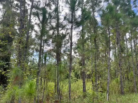 1135 Greenfield Street Lake Placid FL 33852