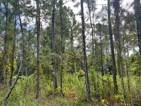 1135 Greenfield Street Lake Placid FL 33852