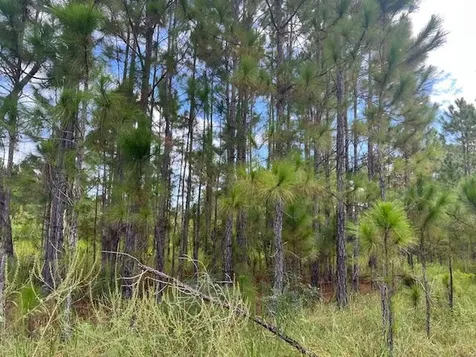 1137 Greenfield Street Lake Placid FL 33852