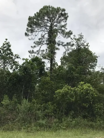 1126 Greenfield Street Lake Placid FL 33852