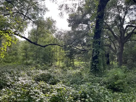 305 Milton Avenue Interlachen FL 32148