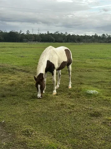 32801 Us Highway 441 Okeechobee FL 34972