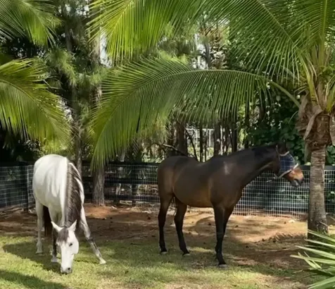 3251 Sw Holly Lane Palm City FL 34990