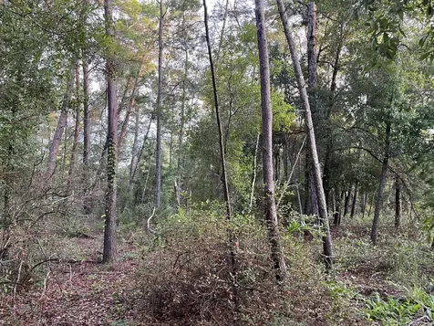 Tbd Twin Lakes Road Interlachen FL 32148