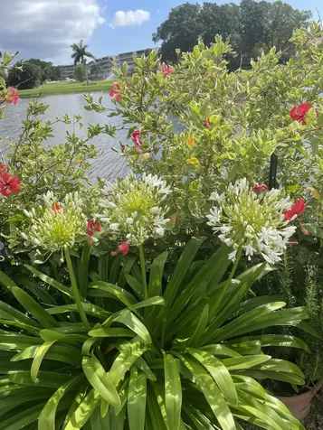 233 Rio Vista Circle Atlantis FL 33462