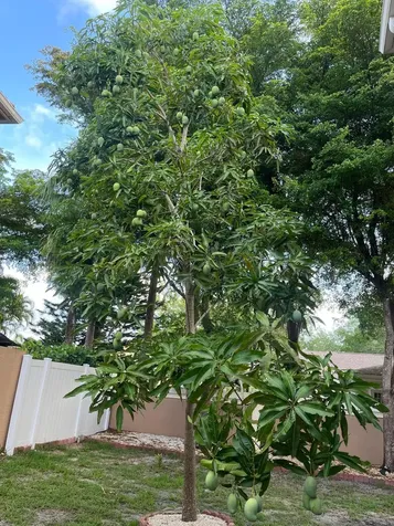 11487 Blue Violet Lane Royal Palm Beach FL 33411