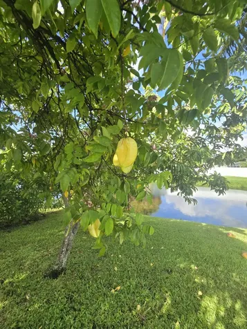 242 Las Palmas Street Royal Palm Beach FL 33411