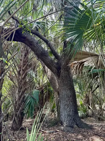 1701 Cabbage Wood Road Okeechobee FL 34974