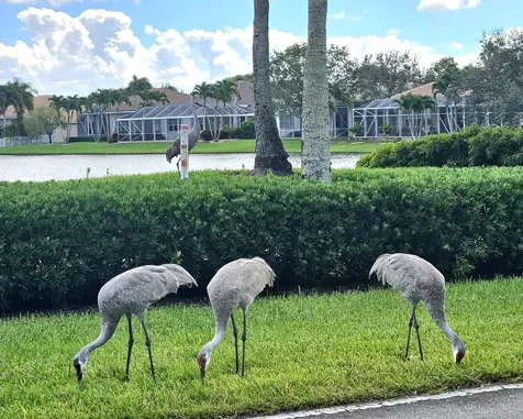 9825 Mantova Drive Lake Worth FL 33467