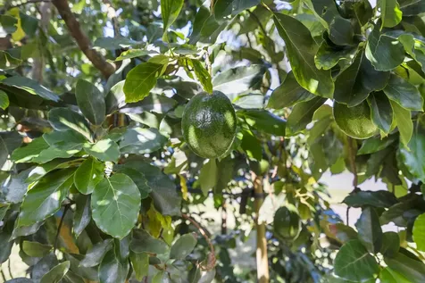 4528 Sw Fenwick Lane Palm City FL 34990